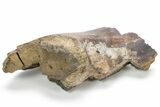 Partial Fossil Hadrosaur (Edmontosaurus) Mandible - South Dakota #211308-3
